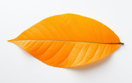 Orange Tree Leaf from Above on White Backgroundの素材