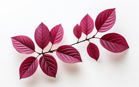 Plum Leaf Captured from the Top on Whiteの素材