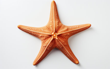 A Starfish on a White Backgroundの素材