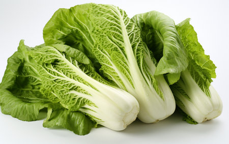 Chinese Cabbage Against Transparencyの素材