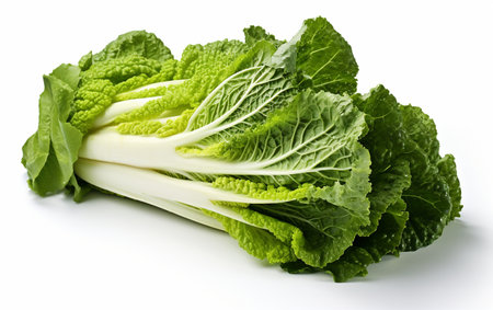 Chinese Cabbage Against Transparencyの素材