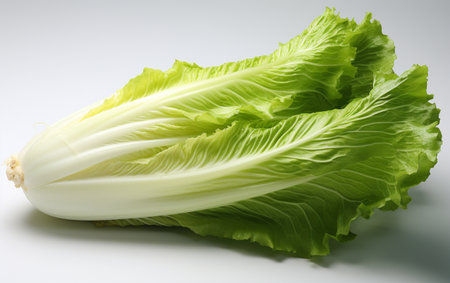 Endive Displayed Transparentlyの素材