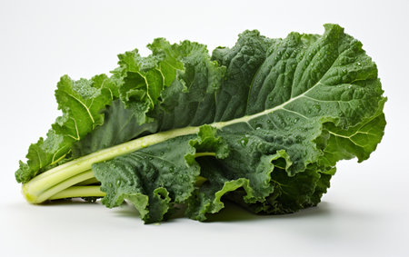 Kale against a Clear Backgroundの素材