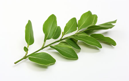 Purslane Leaf Against Transparencyの素材