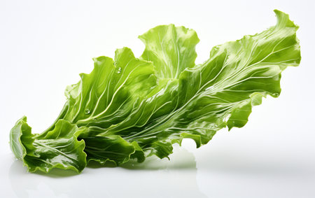 Seaweed Leaf against Transparencyの素材
