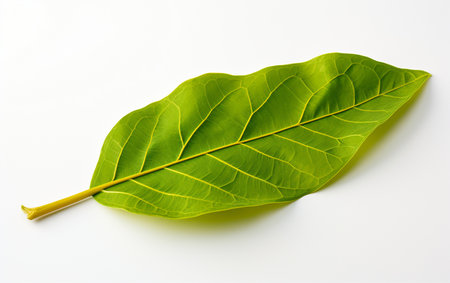 Turmeric Leaf against Transparencyの素材