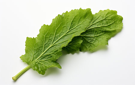 Bitter Gourd Leaf Isolated on Clear Backgroundの素材