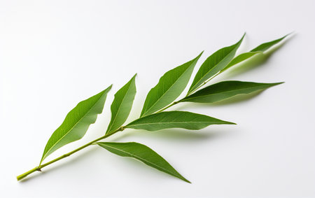 Bamboo Shoot Transparency in Leafの素材