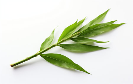 Isolated Bamboo Shoot Leaf on Clear Backgroundの素材
