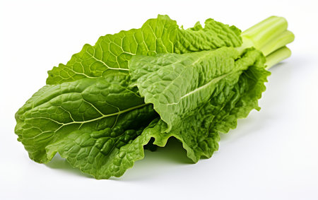 Brussels Sprout Leaf on Clear Backgroundの素材