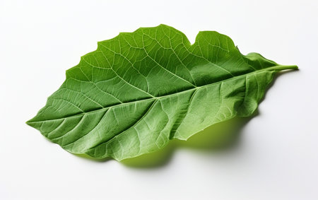 Broccoli Leaf in a See-Through Settingの素材