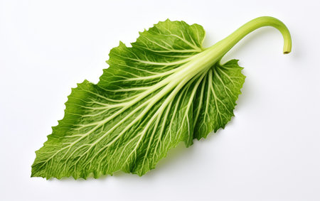 Bitter Gourd Leaf on a See-Through Backgroundの素材