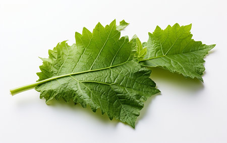 Cucumber Leaf on a Background-Free Settingの素材