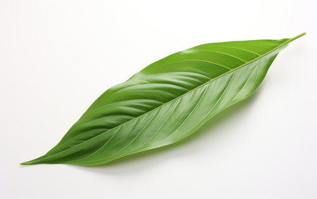 Ginger Foliage on Clear Canvasの素材