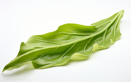 Kelp Leaf without Backgroundの素材