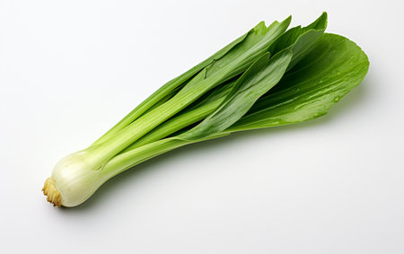 Leek Leaf on a Clear Canvasの素材