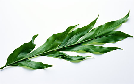 Kelp Leaf on Clear Backgroundの素材