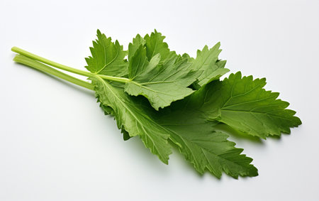 Horseadish Leaf against a Transparent Backingの素材