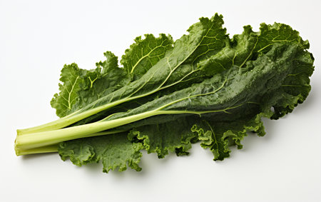 Kale Leaf Isolation on a Clear Canvasの素材
