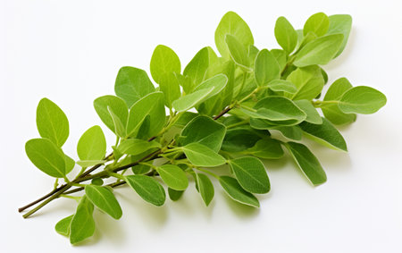 Oregano Leaf Cutout on Transparent Canvasの素材