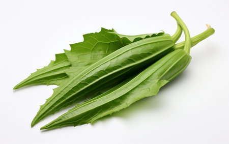 Okra Foliage on a Transparent Canvasの素材