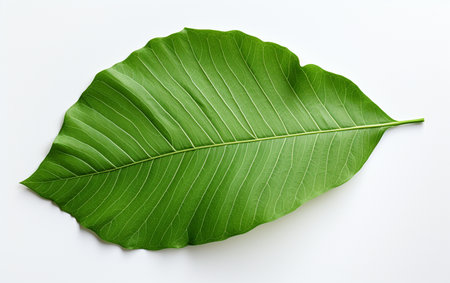 Lentils Leaf with See-Through Backgroundの素材