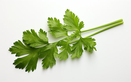 Parsley Leaf on Clear Backgroundの素材