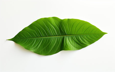 Lentils Foliage with Transparencyの素材