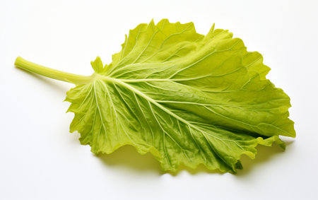 Opo Squash Leaf Isolated on Transparencyの素材