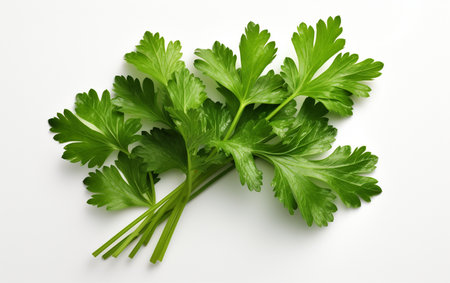 Parsley Leaf on a See-Through Backgroundの素材