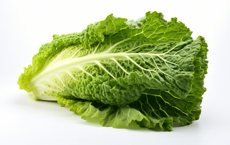 Napa Cabbage Leaf on Transparent Groundの素材