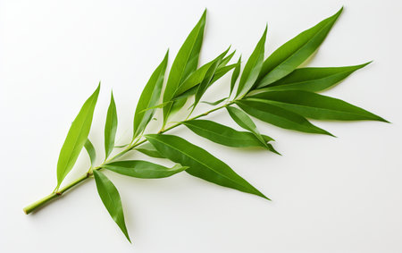 Bamboo Leaf on a See-Through Canvasの素材