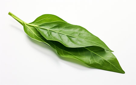 Pepper Leaf on Clear Backgroundの素材