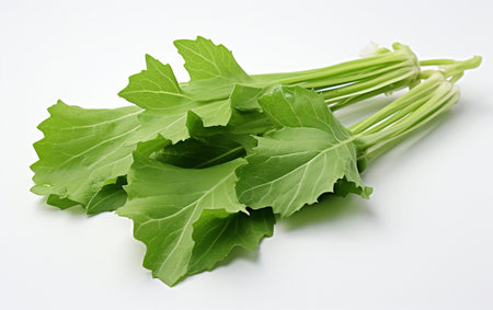 Peas Leaf Isolated on Clear Backgroundの素材