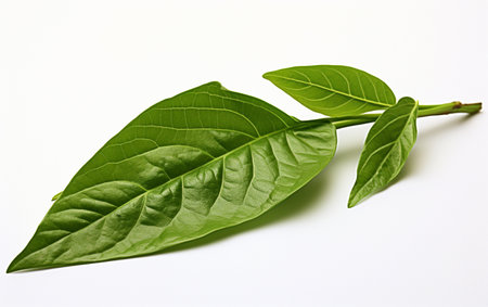 Pepper Leaf Isolation on a Blank Backgroundの素材