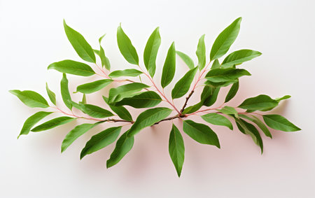 Peach Tree Leaf on a Clear Canvasの素材