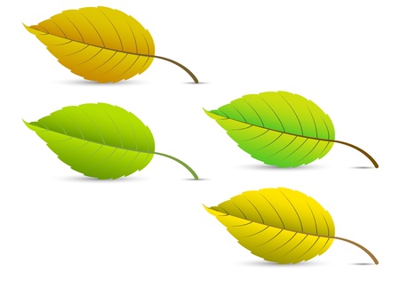 Leaves のイラスト素材
