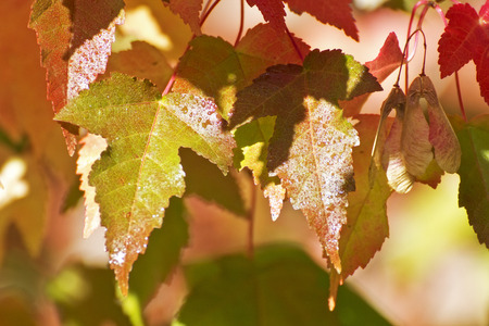 autumn leavesの写真素材