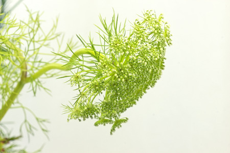 macro tiny flowerの写真素材
