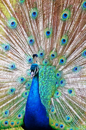 Peacock Close-up Backgroundの写真素材