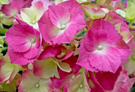 pink phlox flowersの写真素材