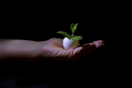 plant holding in hands in a egg shellの写真素材