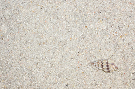 sea shell on sand