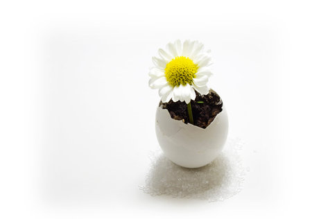 daisy in egg shell