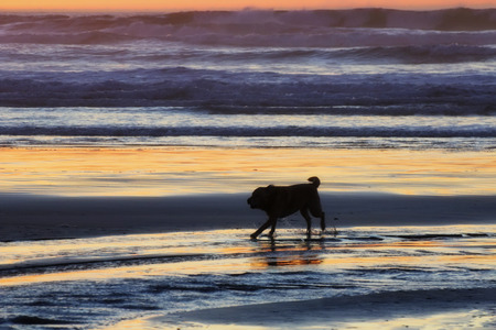 dog at beach sunsetの写真素材