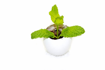 mint plant in a eggshell