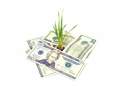 plant in moneyの写真素材