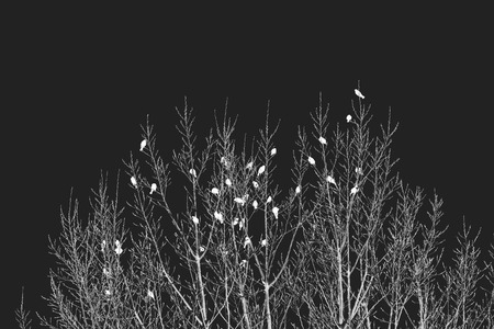 winter backgroundの写真素材