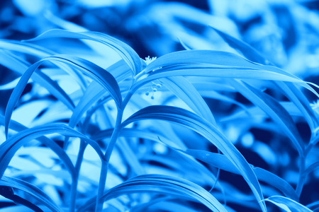 leaves backgroundの写真素材