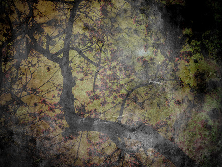 Tree Silhouette on Grunge Backgroundの写真素材